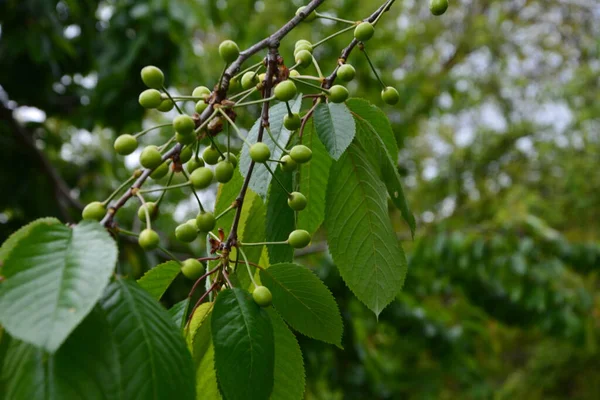 Bahçedeki bir ağacın üzerindeki olgunlaşmamış kiraz dalına yaklaş. Ağaç dalında genç, yeşil kirazlar. Prunus avium.