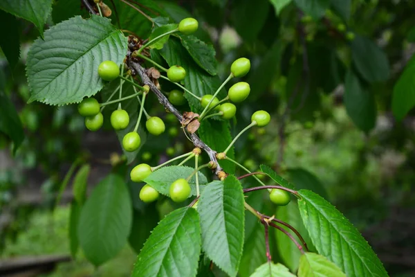 Feche Ramo Cerejas Verdes Uma Árvore Jardim Cerejas Jovens Verdes — Fotografia de Stock