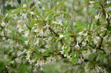 Yumuşak makro odak noktası Elaeagnus umbellata 'nın narin küçük çiçekleri. Bu çiçek açan bitkinin bahar mucizesi. Seçici odaklanma. Tasarım için doğa konsepti