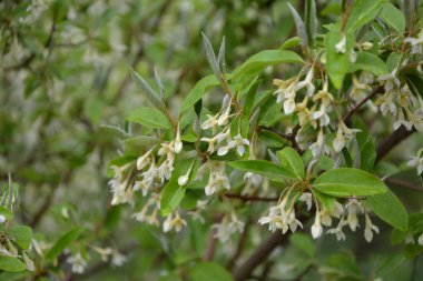 Yumuşak makro odak noktası Elaeagnus umbellata 'nın narin küçük çiçekleri. Bu çiçek açan bitkinin bahar mucizesi. Seçici odaklanma. Tasarım için doğa konsepti