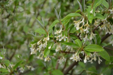 Yumuşak makro odak noktası Elaeagnus umbellata 'nın narin küçük çiçekleri. Bu çiçek açan bitkinin bahar mucizesi. Seçici odaklanma. Tasarım için doğa konsepti