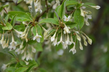 Yumuşak makro odak noktası Elaeagnus umbellata 'nın narin küçük çiçekleri. Bu çiçek açan bitkinin bahar mucizesi. Seçici odaklanma. Tasarım için doğa konsepti