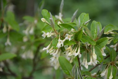 Yumuşak makro odak noktası Elaeagnus umbellata 'nın narin küçük çiçekleri. Bu çiçek açan bitkinin bahar mucizesi. Seçici odaklanma. Tasarım için doğa konsepti