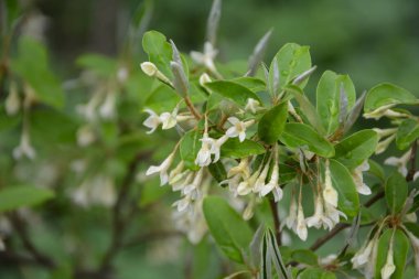 Yumuşak makro odak noktası Elaeagnus umbellata 'nın narin küçük çiçekleri. Bu çiçek açan bitkinin bahar mucizesi. Seçici odaklanma. Tasarım için doğa konsepti
