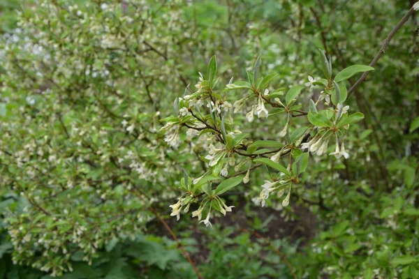 Weiche Makrofokus Zarte Kleine Blüten Von Elaeagnus Umbellata Frühlingswunder Dieser — Stockfoto