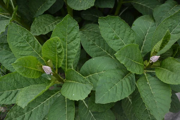 Phytolacca Americana Oder Amerikanische Staude Oder Einfach Staudenpflanze — Stockfoto