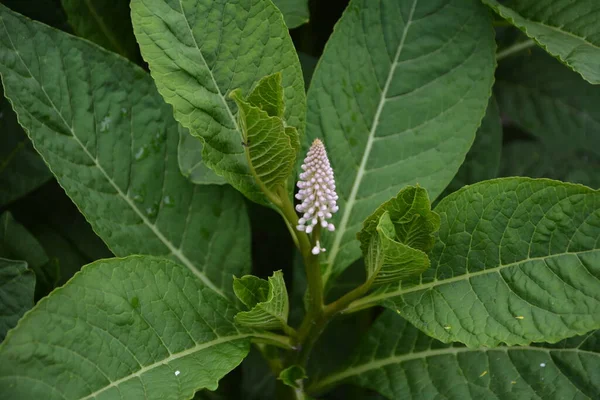 Phytolacca Americana Американский Сорняк Просто Сорняк — стоковое фото