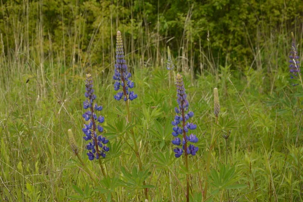 Pembe Mor Mavi Çiçekli Lupinus Tarlası Lupin Tarlası Çayırda Mor — Stok fotoğraf