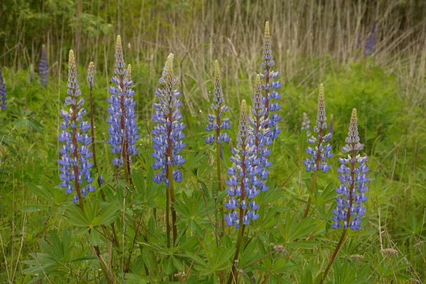 Champ Lupin Avec Des Fleurs Roses Violettes Bleues Champ Lupins — Photo