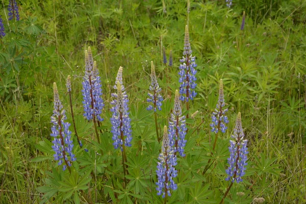 紫と青の花とルピナスのフィールド ルピナスの畑だ 牧草地でバイオレットとピンクのルパン ルパン貴重な飼料と観賞用植物 — ストック写真