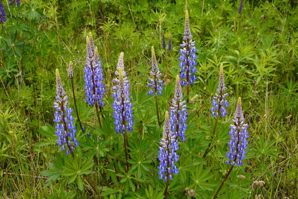 Champ Lupin Avec Des Fleurs Roses Violettes Bleues Champ Lupins — Photo