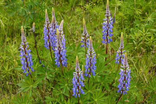 Lupinus Veld Met Roze Paarse Blauwe Bloemen Een Veld Met — Stockfoto