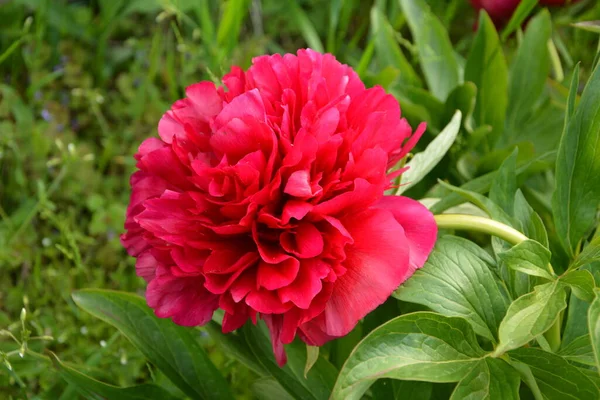 Pink Peonies Garden Blooming Pink Peony Closeup Beautiful Pink Peonie — Stock Photo, Image