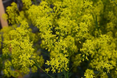 Mavi arka planda Woad çiçeği