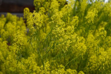 Mavi arka planda Woad çiçeği