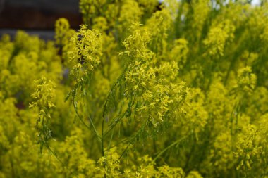 Mavi arka planda Woad çiçeği