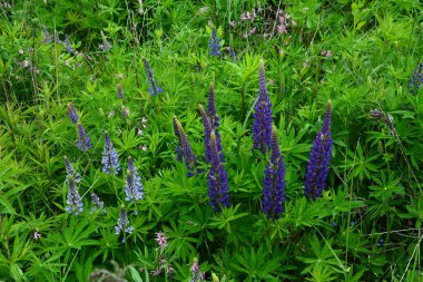 Pembe mor ve mavi çiçekli Lupinus tarlası. Lupin tarlası. Çayırda mor ve pembe lupin. Lupine değerli yem ve süs bitkisi..