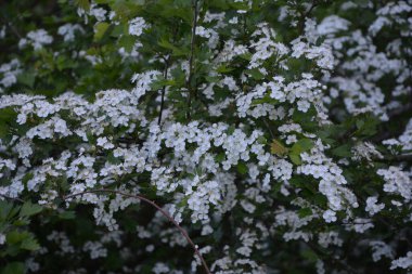 İlkbaharda bir Hawthorn ağacının çiçeği, Crataegus monogyna. Hawthorn (Crataegus oxyacanta) tıbbi bir bitkidir..