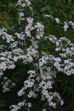 İlkbaharda bir Hawthorn ağacının çiçeği, Crataegus monogyna. Hawthorn (Crataegus oxyacanta) tıbbi bir bitkidir..