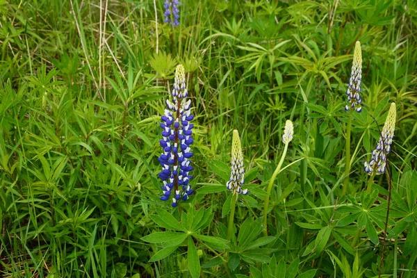 紫と青の花とルピナスのフィールド ルピナスの畑だ 牧草地でバイオレットとピンクのルパン ルパン貴重な飼料と観賞用植物 — ストック写真