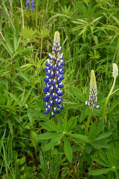 紫と青の花とルピナスのフィールド ルピナスの畑だ 牧草地でバイオレットとピンクのルパン ルパン貴重な飼料と観賞用植物 — ストック写真