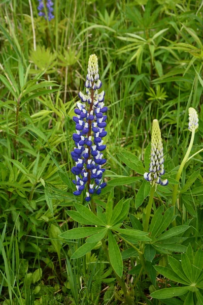 紫と青の花とルピナスのフィールド ルピナスの畑だ 牧草地でバイオレットとピンクのルパン ルパン貴重な飼料と観賞用植物 — ストック写真