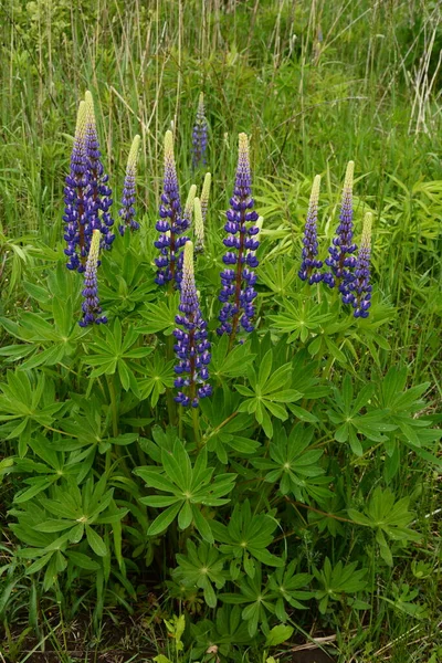 Campo Lupinus Com Flores Roxas Azuis Rosa Campo Tremoços Lupin — Fotografia de Stock