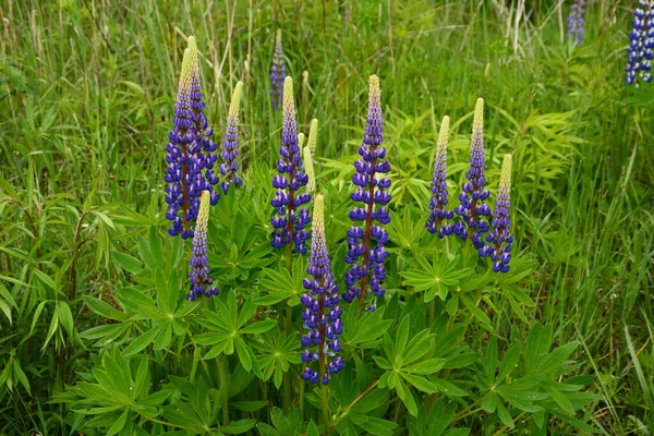 紫と青の花とルピナスのフィールド ルピナスの畑だ 牧草地でバイオレットとピンクのルパン ルパン貴重な飼料と観賞用植物 — ストック写真