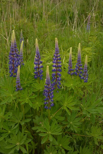 Lupinus Veld Met Roze Paarse Blauwe Bloemen Een Veld Met — Stockfoto