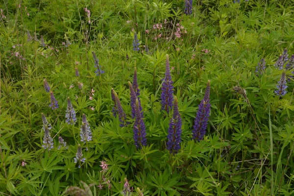 Champ Lupin Avec Des Fleurs Roses Violettes Bleues Champ Lupins — Photo