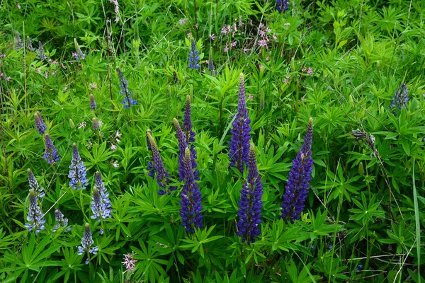 紫と青の花とルピナスのフィールド ルピナスの畑だ 牧草地でバイオレットとピンクのルパン ルパン貴重な飼料と観賞用植物 — ストック写真