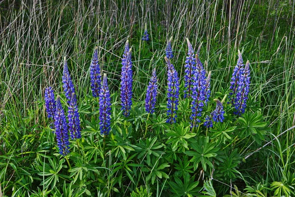 紫と青の花とルピナスのフィールド ルピナスの畑だ 牧草地でバイオレットとピンクのルパン ルパン貴重な飼料と観賞用植物 — ストック写真