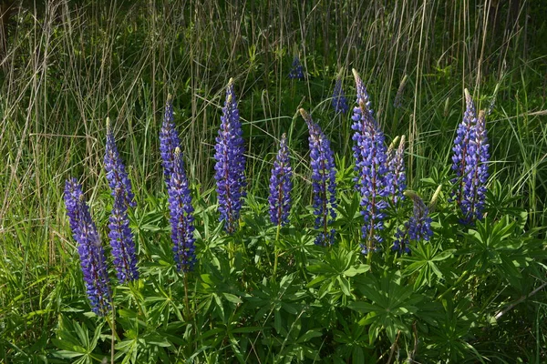 紫と青の花とルピナスのフィールド ルピナスの畑だ 牧草地でバイオレットとピンクのルパン ルパン貴重な飼料と観賞用植物 — ストック写真