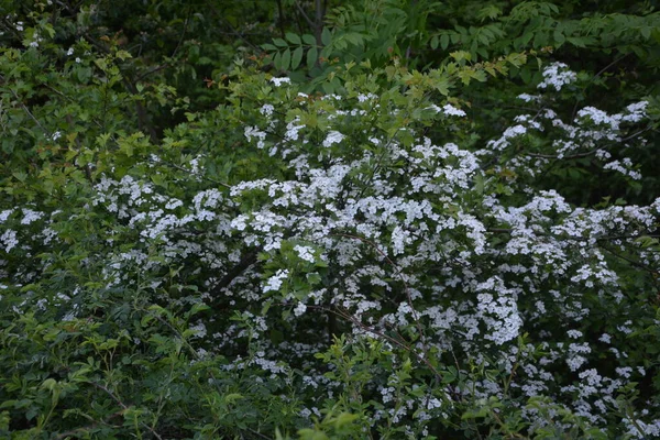 Die Blüte Eines Weißdornbaums Crataegus Monogyna Frühling Weißdorn Crataegus Oxyacanta — Stockfoto