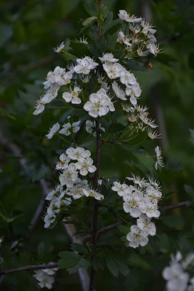 Цветок Боярышника Crataegus Monogyna Весной Ястреб Crataegus Oxyacanta Лекарственное Растение — стоковое фото