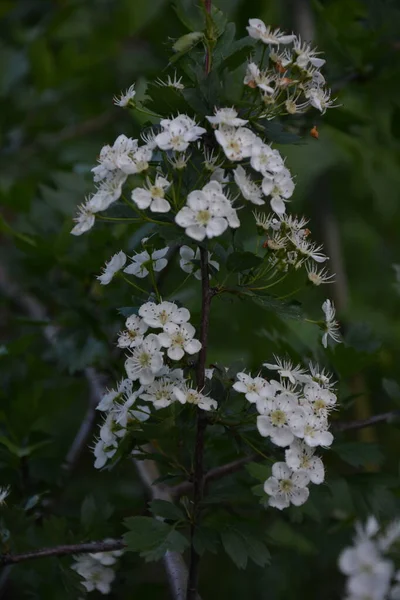 Flor Uma Árvore Hawthorn Crataegus Monogyna Primavera Hawthorn Crataegus Oxyacanta — Fotografia de Stock
