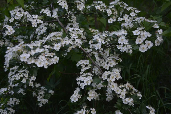 春天里 山楂树的花朵 克拉戴斯的一夫一妻制 Crataegus Oxyacanta 是一种药用植物 — 图库照片