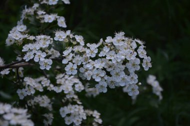 İlkbaharda bir Hawthorn ağacının çiçeği, Crataegus monogyna. Hawthorn (Crataegus oxyacanta) tıbbi bir bitkidir..