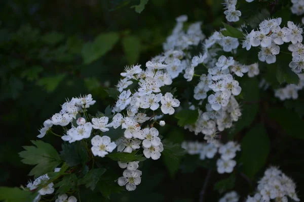 春にはハワソンの木 クラテガス モノギナ の花を咲かせます ホーソーン クラテガスオキシアカンタ は薬用植物です — ストック写真