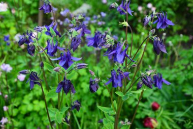 Avrupa kolumbini (Aquilegia vulgaris), bahçede çiçek açan bitki..