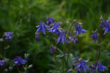 Avrupa kolumbini (Aquilegia vulgaris), bahçede çiçek açan bitki..