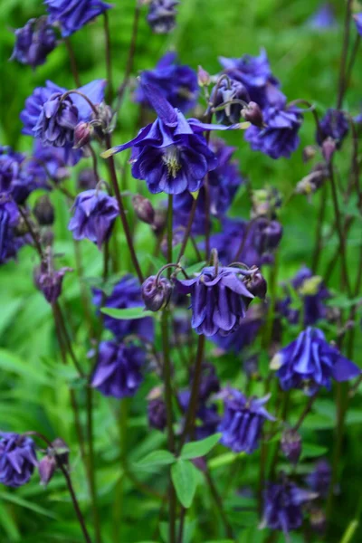 欧洲山楂或普通山楂 Aquilegia Vulgaris 花园开花植物 — 图库照片