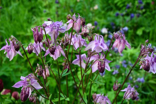 Columbine Neboli Columbine Obecná Aquilegia Vulgaris Kvetoucí Rostlina Zahradě — Stock fotografie