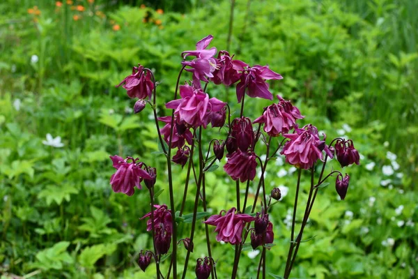 Columbine Europeia Columbine Comum Aquilegia Vulgaris Planta Com Flores Jardim — Fotografia de Stock