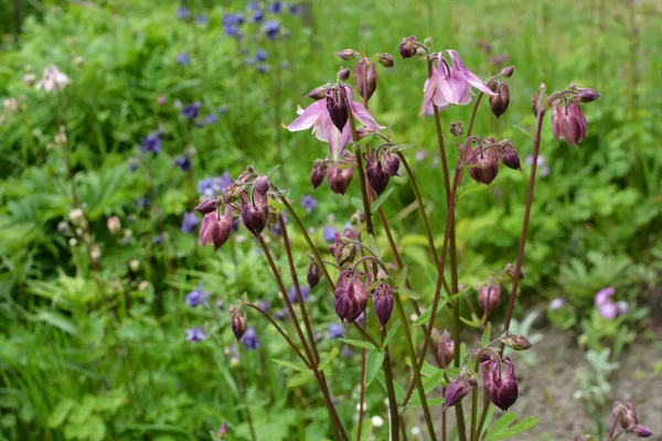 Európai Kolumbusz Vagy Közönséges Kolumbusz Aquilegia Vulgaris Virágzó Növény Kertben — Stock Fotó