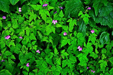 Herb-Robert - Geranium Robertianum Çiçeği, Tohum Kapsülleri ve Yaprakları. Bitki-Robert pembe çiçekler..