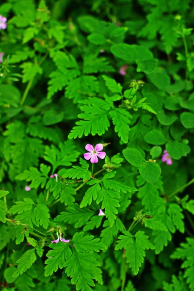 Herb Robert Geranium Robertianum Virág Seed Pods Leaves Gyógynövény Robert — Stock Fotó