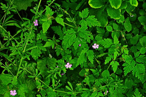 Herb Robert Geranium Robertianum Flower Semenné Lusky Listy Bylina Robert — Stock fotografie