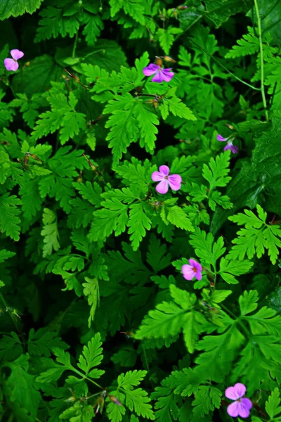 Herb Robert Geranium Robertianum Flower Σπόροι Φύλλα Βότανο Robert Ροζ — Φωτογραφία Αρχείου