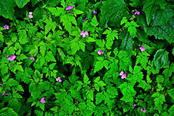 Herb Robert Geranium Robertianum Flower Seed Pods Leaves Herb Robert — Stock Photo, Image